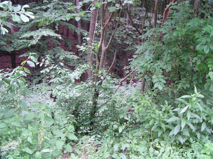P7060103