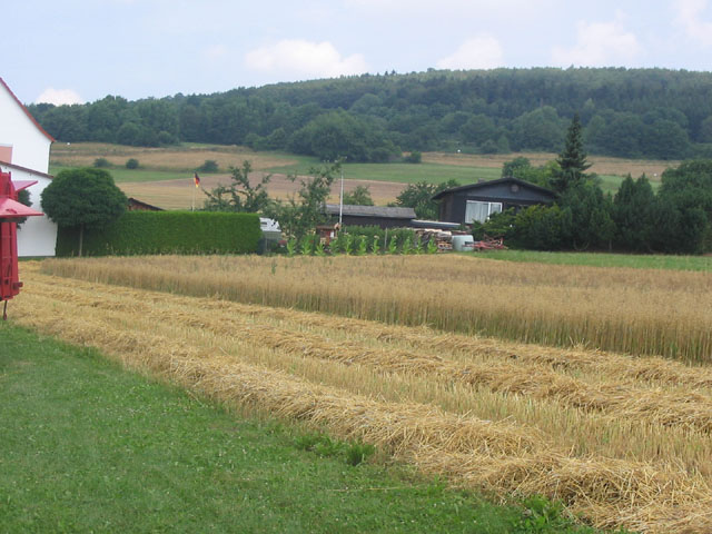 IMG_3560wheat