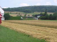 IMG_3560wheat