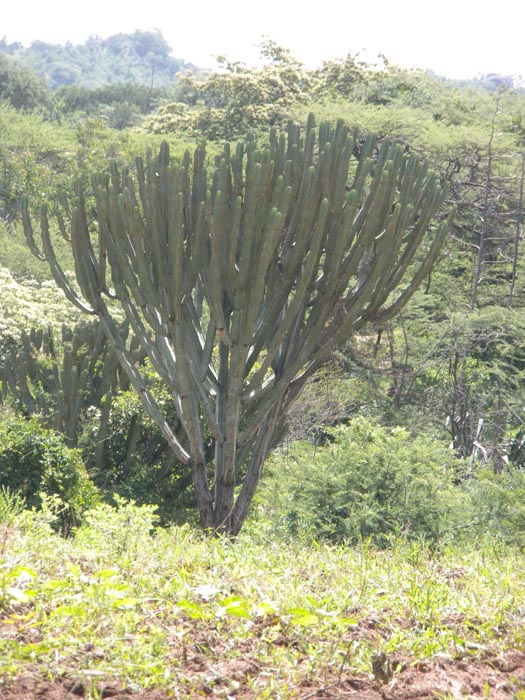 DSCN7753